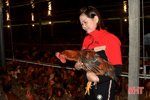 Mô hình nuôi gà liên kết của gia đình chị Đinh Thị Lịnh mang lại hiệu quả kinh tế cao