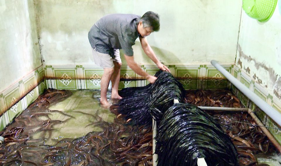 (Hậu Giang) - Mô hình nuôi lươn không bùn - lươn thịt bán giá 200-250.000 đồng/ký, cứ 1 bể lời 20 triệu